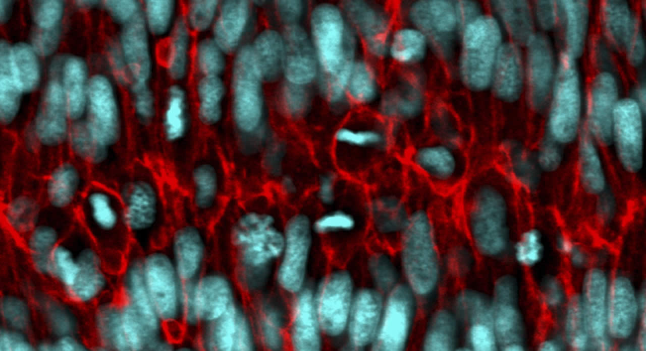 Actively growing and dividing living cells deep within an intact organ (laser scanning confocal micrograph of a double transgene: cell nuclei marked in cyan, cell membranes marked in red).